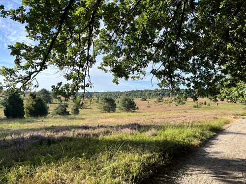 Aus Undeloh zum Wilseder Berg