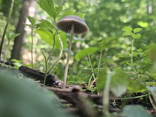 Lehwaldweg
