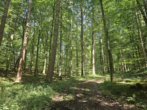 Lehwaldweg
