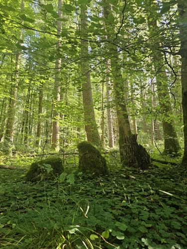 Lehwaldweg
