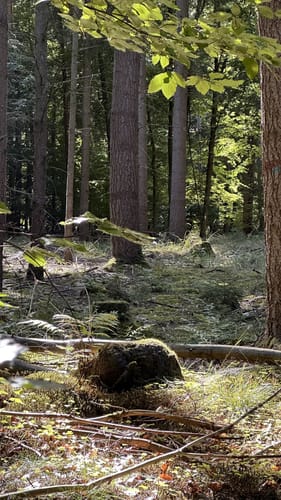 Finkenberg Runde