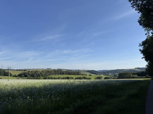 Rund um die Burgruine Schönecken (Schönecken Nr. 24)