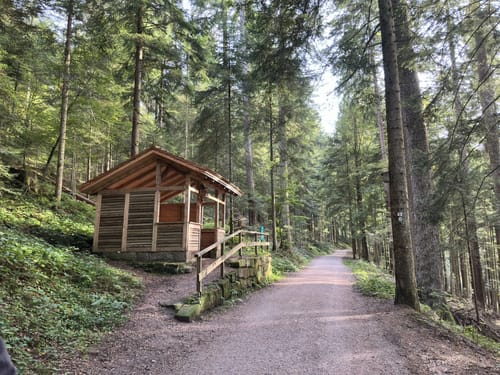 Tannenriesen (Premiumwanderweg)