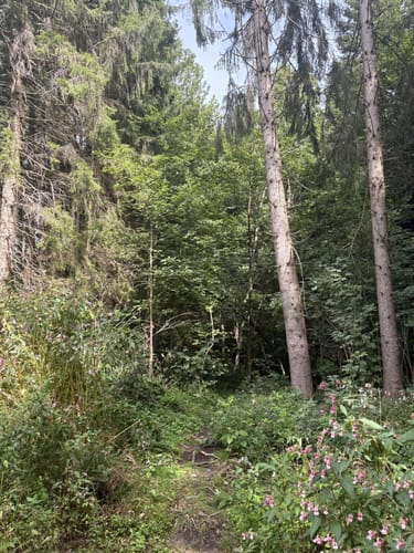 Wanderung zum Niedersonthofener Wasserfall