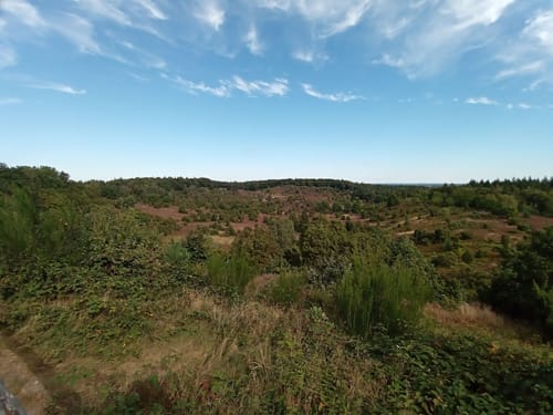 Wilseder Berg von Niederhaverbeck