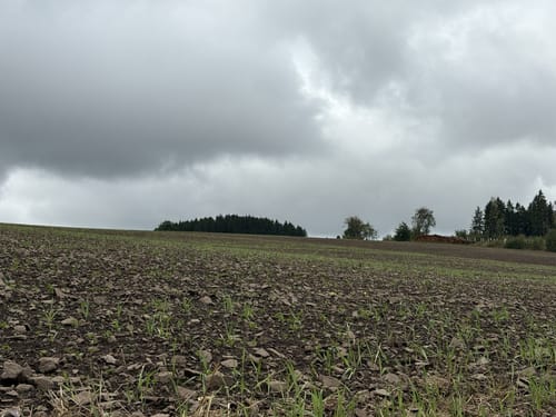 Waldgebiet am Herrenkopf (Jünkerath J10)