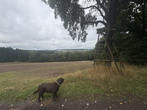 Waldgebiet am Herrenkopf (Jünkerath J10)