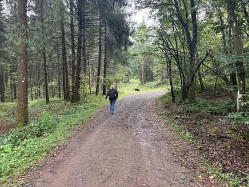 Waldgebiet am Herrenkopf (Jünkerath J10)