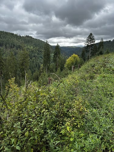 Wolfsgrube (Premiumwanderweg)