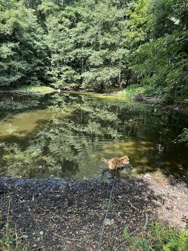 Chemnitz - Crimmitschauer Wald
