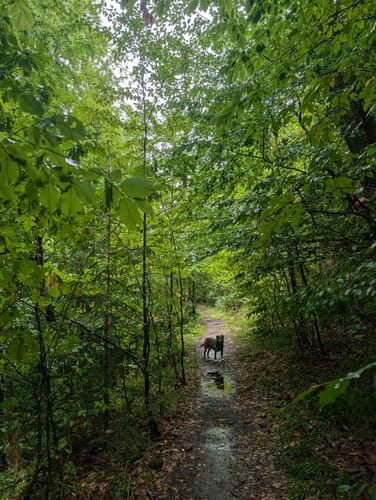 Münchwiesener Spitzbubenweg 13/14
