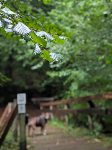 Münchwiesener Spitzbubenweg 13/14