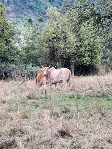 Moselsteig Seitensprung Kluckertspfad