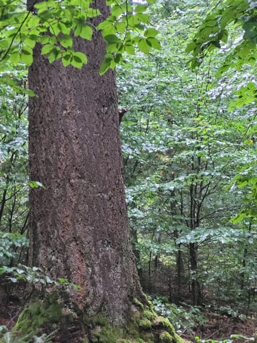 Prüm und Umgebung (Prüm 1)