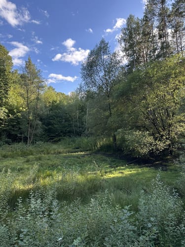 Grunewald - Grunewaldturm - Teufelssee Rundwanderung
