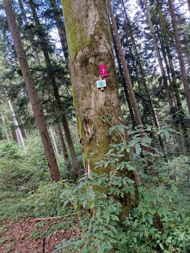 Wiesensteig (Premiumwanderweg)