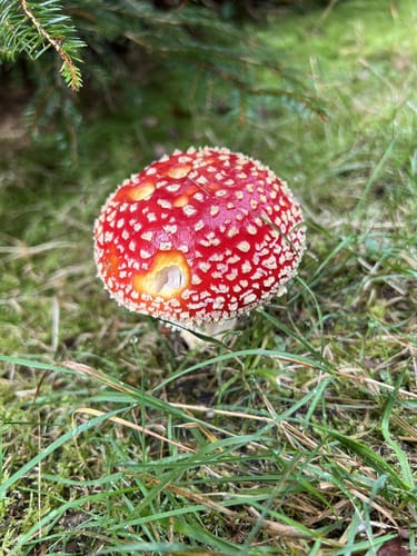 Um Riedlberg