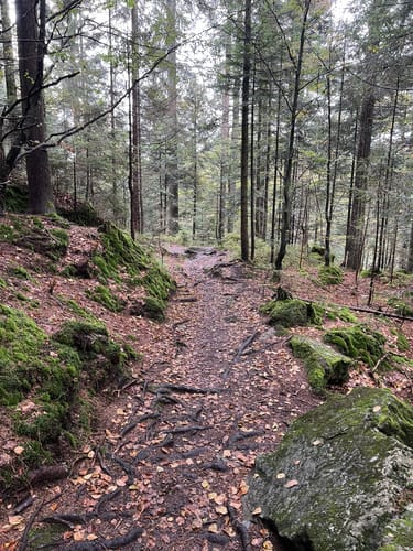 Um Riedlberg