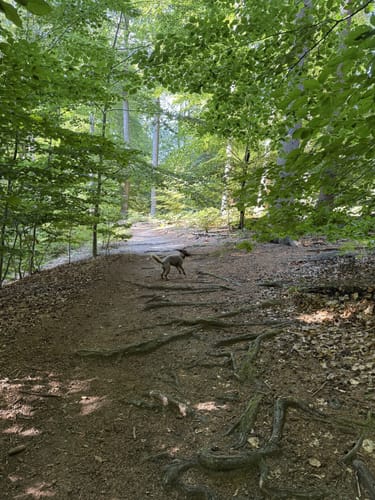 Aumühle-Sachsenwaldau-Runde
