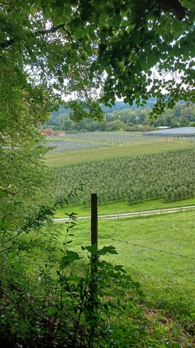 Tettnangerwald ab Laimnau