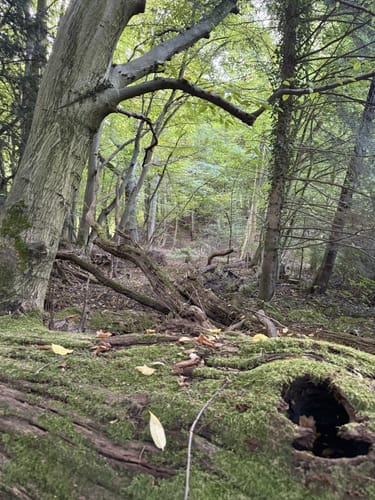 Wohldorferwald Rundweg