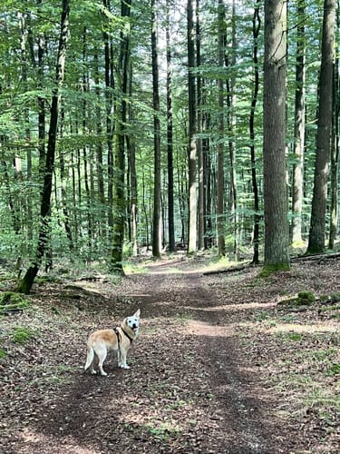 Rätselhafte Zeitzeichen - Mönchsweg 1 in Hochspeyer