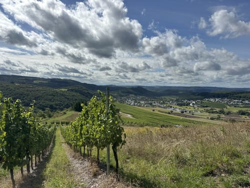 Karlskopf Panoramaweg (Moselsteig Seitensprung)