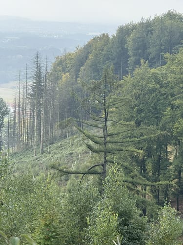 Wittekindsweg Etappe 4: Großer Kellenberg - Nettelstedt