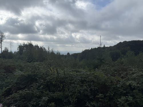 Wittekindsweg Etappe 4: Großer Kellenberg - Nettelstedt