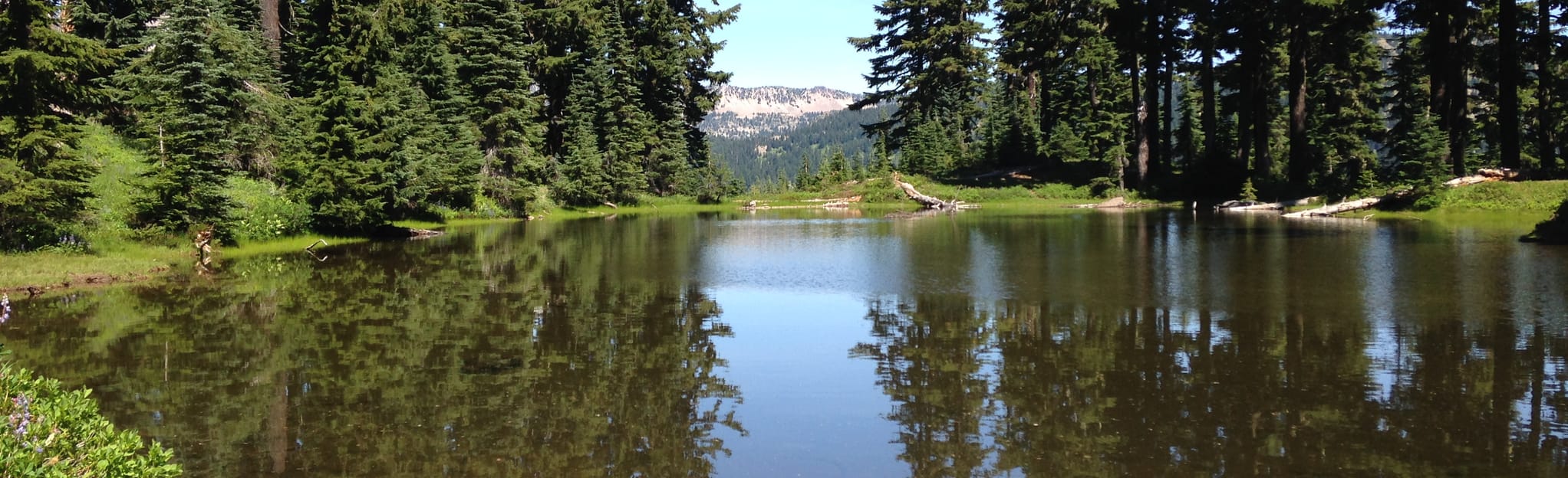 Nannie Ridge Trail, Washington - 122 Reviews, Map | AllTrails