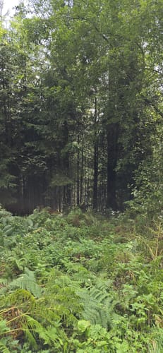 Waldpfad im Prümer Tettenbusch
