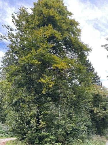 Mainauwald rund um St. Katharina