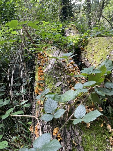 Mainauwald rund um St. Katharina