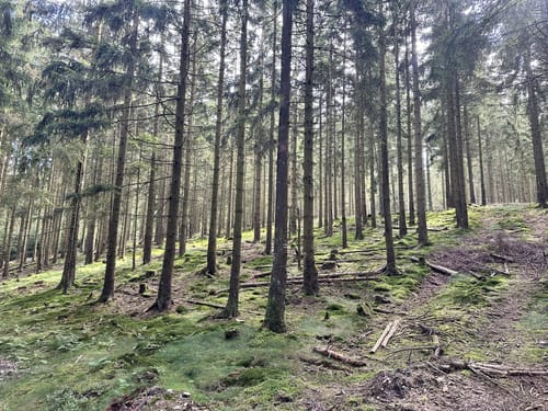Von Falkenstein auf den Altkönig