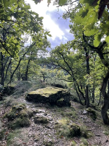 Mittelalterpfad (Traumpfad)