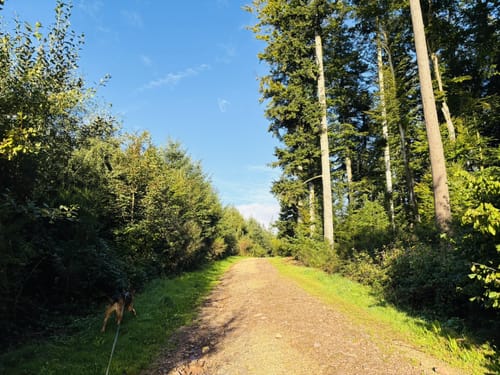 Höhehäuser - Geisberg