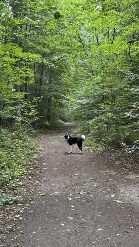 Forstwald Rundweg A1