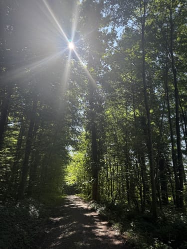 Rund um den Hornwald und die Hochburg