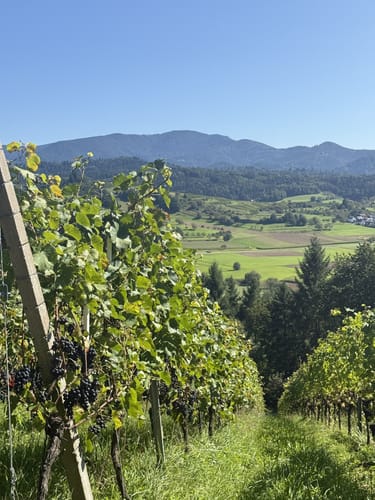 Rund um den Hornwald und die Hochburg