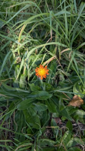 Waldecker Rundwanderwege: Rote Diagonale (um Beringsreuth)