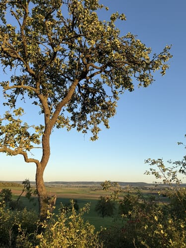 Windsheim - Schloßbuck