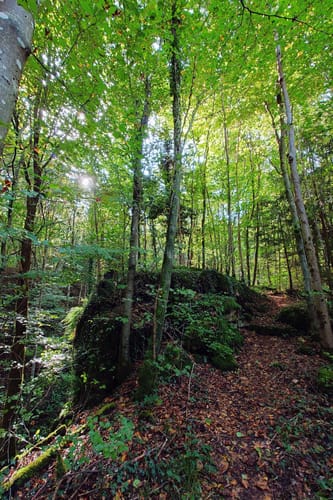 Schwarzwaldblick - Erdmanniloch - Chaisterchopf über Laufenburg