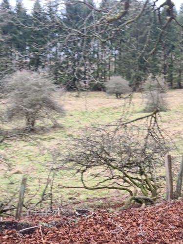Von Prerow zum Darßer Weststrand