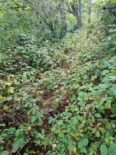 Wasser Dichter Spuren (Traumschleife )