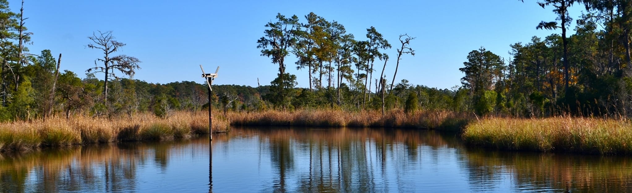 Palmetto Boardwalk, Tar Kiln, Huckleberry, Goose Creek, Ivey Gut Loop