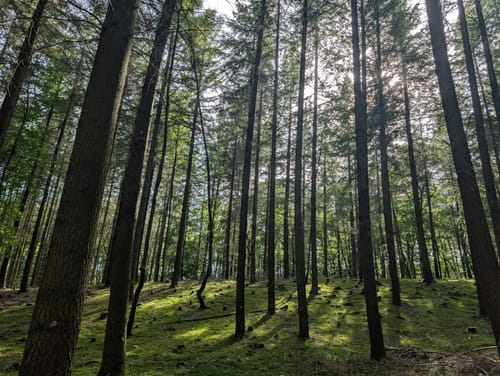 Rundweg Mackenbach-Schwedelbach
