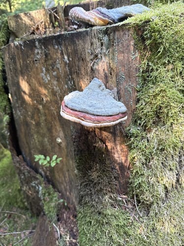 Rundwanderweg 3 Wülfersreuth