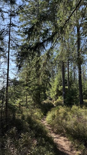 Rundwanderweg 3 Wülfersreuth