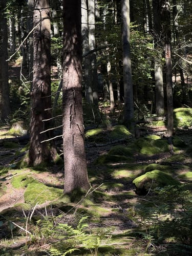 Goldsteig Zuwege Nr. 30: Von Grandsberg auf den Hirschenstein