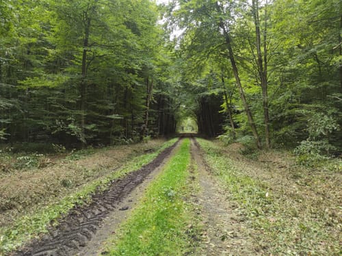Von Mutter Stuff ins Kohuesholz (Wanderweg W1)